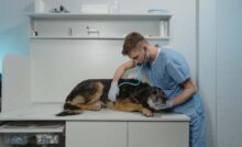 Cane veterinario