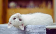 Gatti, è questa la razza più affettuosa in assoluto